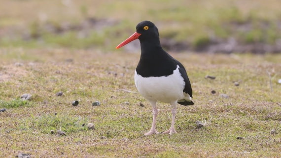PLA23-25, Day 4,   PLA23_30NOV_FLK_Barren-George_Islands_RegisPERDRIAT (3).jpg©Regis Perderiat - Oceanwide Expeditions.jpg