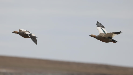 PLA23-25, Day 4,   PLA23_30NOV_FLK_Barren-George_Islands_RegisPERDRIAT (4).jpg©Regis Perderiat - Oceanwide Expeditions.jpg