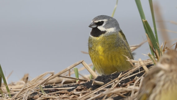 PLA23-25, Day 4,   PLA23_30NOV_FLK_Barren-George_Islands_RegisPERDRIAT (6).jpg©Regis Perderiat - Oceanwide Expeditions.jpg