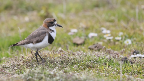PLA23-25, Day 4,   PLA23_30NOV_FLK_Barren-George_Islands_RegisPERDRIAT (7).jpg©Regis Perderiat - Oceanwide Expeditions.jpg