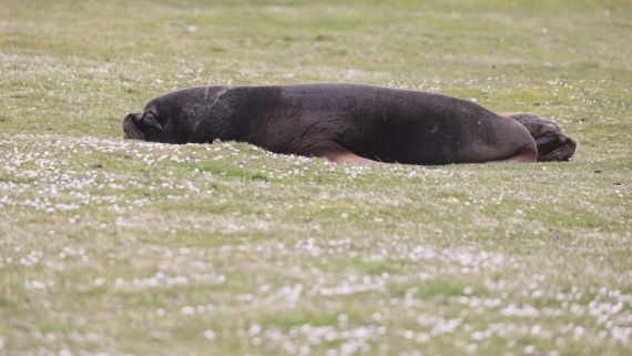 PLA23-25, Day 4,   PLA23_30NOV_FLK_Barren-George_Islands_RegisPERDRIAT (8).jpg©Regis Perderiat - Oceanwide Expeditions.jpg