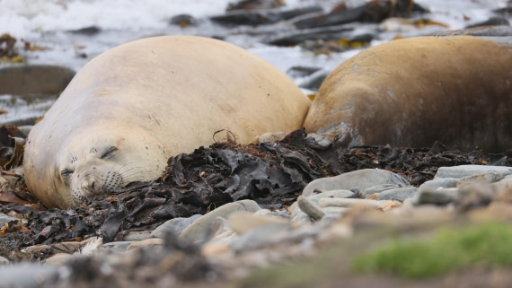 PLA23-25, Day 4,   PLA23_30NOV_FLK_Barren-George_Islands_RegisPERDRIAT (9).jpg©Regis Perderiat - Oceanwide Expeditions.jpg