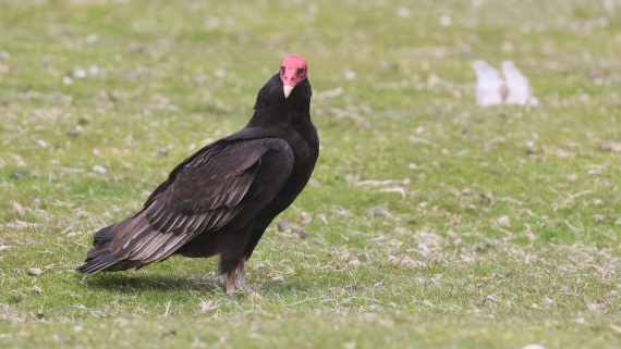 PLA23-25, Day 4,   PLA23_30NOV_FLK_Barren-George_Islands_RegisPERDRIAT (10).jpg©Regis Perderiat - Oceanwide Expeditions.jpg