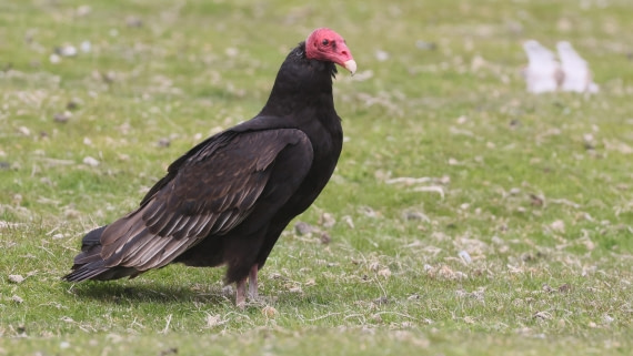 PLA23-25, Day 4,   PLA23_30NOV_FLK_Barren-George_Islands_RegisPERDRIAT (11).jpg©Regis Perderiat - Oceanwide Expeditions.jpg
