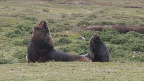 PLA23-25, Day 4,   PLA23_30NOV_FLK_Barren-George_Islands_RegisPERDRIAT (12).jpg©Regis Perderiat - Oceanwide Expeditions.jpg
