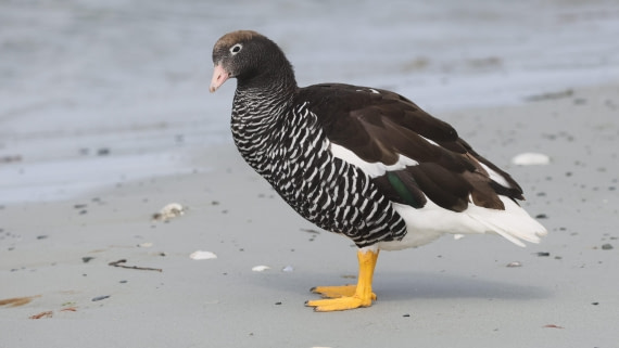 PLA23-25, Day 4,   PLA23_30NOV_FLK_Barren-George_Islands_RegisPERDRIAT (13).jpg©Regis Perderiat - Oceanwide Expeditions.jpg