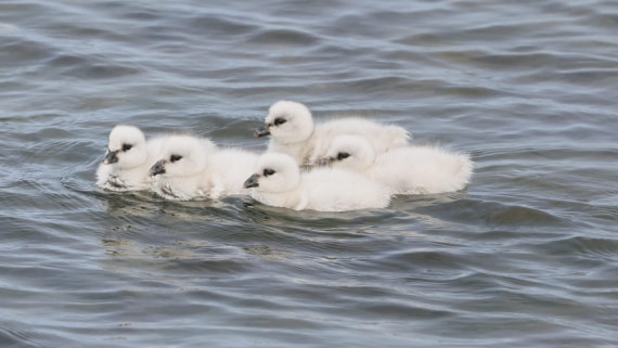PLA23-25, Day 4,   PLA23_30NOV_FLK_Barren-George_Islands_RegisPERDRIAT (14).jpg©Regis Perderiat - Oceanwide Expeditions.jpg