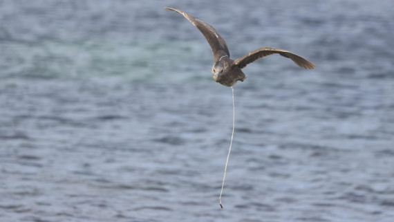 PLA23-25, Day 4,   PLA23_30NOV_FLK_Barren-George_Islands_RegisPERDRIAT (16).jpg©Regis Perderiat - Oceanwide Expeditions.jpg