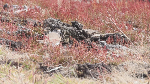PLA23-25, Day 4,   PLA23_30NOV_FLK_Barren-George_Islands_RegisPERDRIAT (17).jpg©Regis Perderiat - Oceanwide Expeditions.jpg