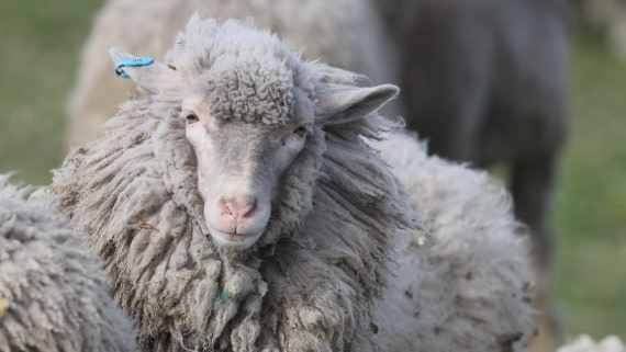 PLA23-25, Day 4,   PLA23_30NOV_FLK_Barren-George_Islands_RegisPERDRIAT (20).jpg©Regis Perderiat - Oceanwide Expeditions.jpg