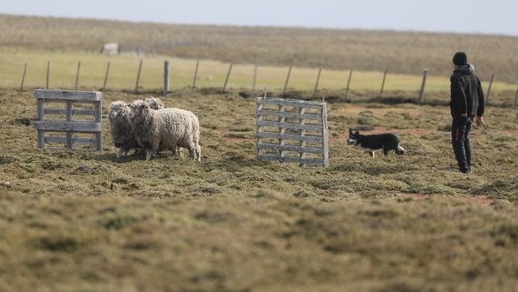 PLA23-25, Day 4,   PLA23_30NOV_FLK_Barren-George_Islands_RegisPERDRIAT (21).jpg©Regis Perderiat - Oceanwide Expeditions.jpg
