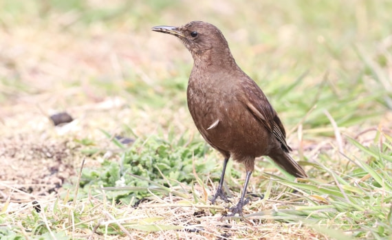 PLA23-25, Day 4, IMG_1814.JPG©Unown Photographer - Oceanwide Expeditions.JPG