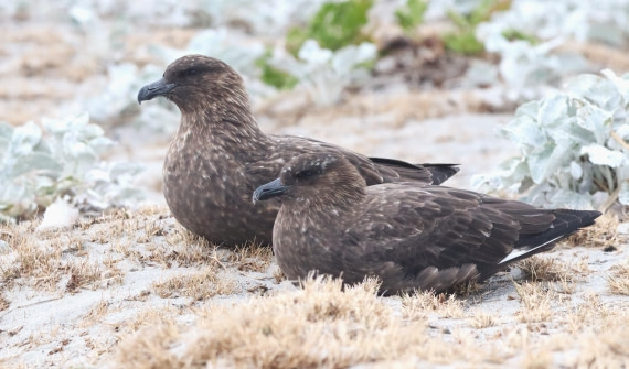 PLA23-25, Day 4, IMG_1916.JPG©Unown Photographer - Oceanwide Expeditions.JPG