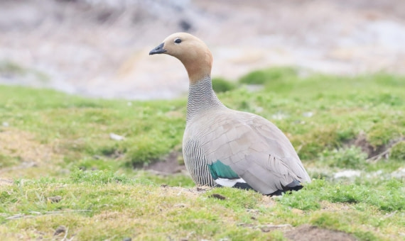 PLA23-25, Day 4, IMG_1956.JPG©Unown Photographer - Oceanwide Expeditions.JPG