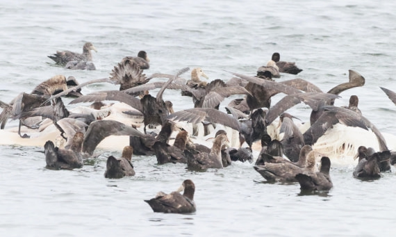 PLA23-25, Day 4, IMG_1980.JPG©Unown Photographer - Oceanwide Expeditions.JPG