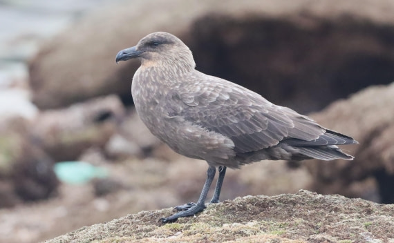 PLA23-25, Day 4, IMG_2013.JPG©Unown Photographer - Oceanwide Expeditions.JPG