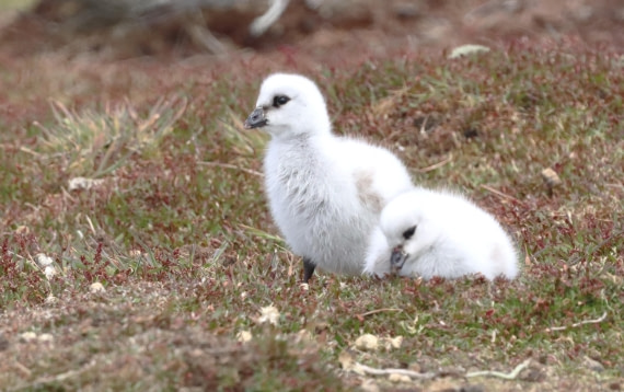 PLA23-25, Day 4, IMG_2034.JPG©Unown Photographer - Oceanwide Expeditions.JPG