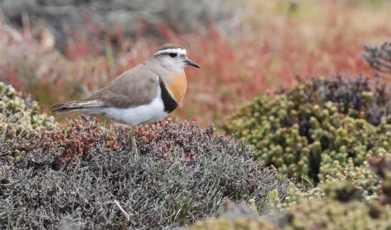PLA23-25, Day 4, IMG_2069.JPG©Unown Photographer - Oceanwide Expeditions.JPG