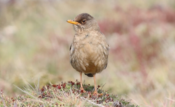 PLA23-25, Day 4, IMG_2084.JPG©Unown Photographer - Oceanwide Expeditions.JPG