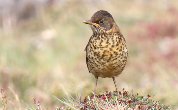 PLA23-25, Day 4, IMG_2092.JPG©Unown Photographer - Oceanwide Expeditions.JPG