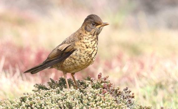 PLA23-25, Day 4, IMG_2103.JPG©Unown Photographer - Oceanwide Expeditions.JPG