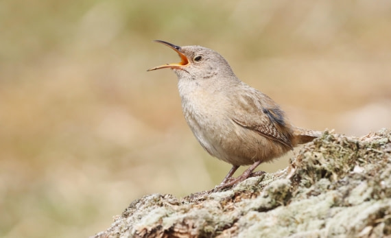 PLA23-25, Day 4, IMG_2152.JPG©Unown Photographer - Oceanwide Expeditions.JPG