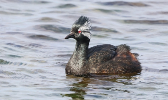 PLA23-25, Day 4, IMG_2207.JPG©Unown Photographer - Oceanwide Expeditions.JPG