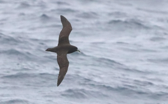 PLA23-25, Day 6, IMG_2388.JPG©Unown Photographer - Oceanwide Expeditions.JPG