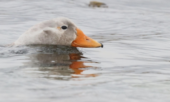 PLA23-25, Day 6, PLA23-25, Day 5, IMG_2283.JPG©Unown Photographer - Oceanwide Expeditions.JPG©Unown Photographer - Oceanwide Expeditions.JPG