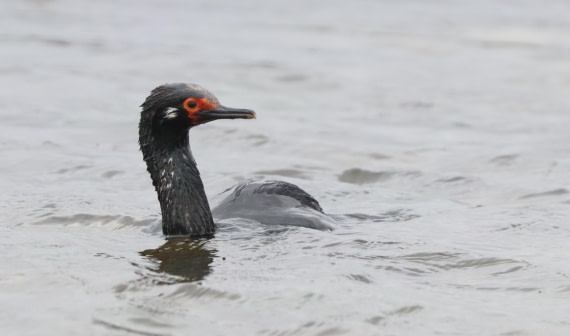 PLA23-25, Day 6, PLA23-25, Day 5, IMG_2296.JPG©Unown Photographer - Oceanwide Expeditions.JPG©Unown Photographer - Oceanwide Expeditions.JPG