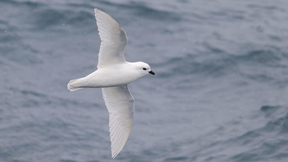 PLA23-25, Day 8,   SG 1.jpg©Andrew Crowder - Oceanwide Expeditions.jpg