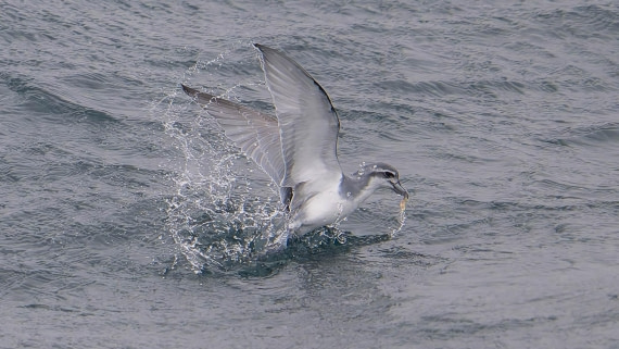 PLA23-25, Day 8,   SG 1-3.jpg©Andrew Crowder - Oceanwide Expeditions.jpg