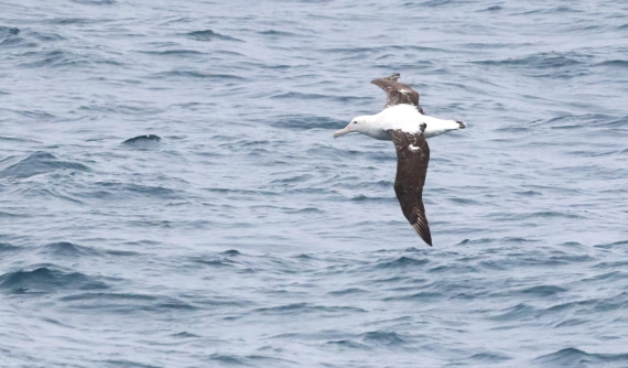 PLA23-25, Day 8, IMG_2469.JPG©Unown Photographer - Oceanwide Expeditions.JPG