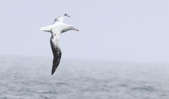 PLA23-25, Day 8, IMG_2557.JPG©Unown Photographer - Oceanwide Expeditions.JPG