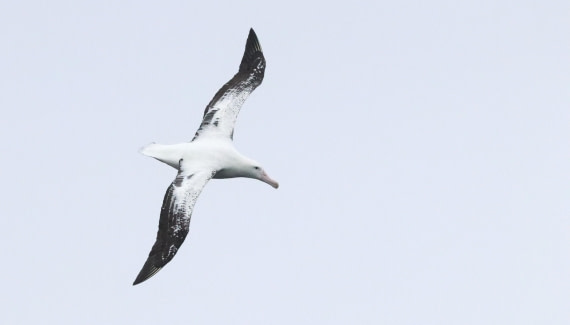 PLA23-25, Day 8, IMG_2564.JPG©Unown Photographer - Oceanwide Expeditions.JPG