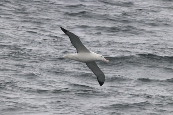 PLA23-25, Day 8, IMG_2567.JPG©Unown Photographer - Oceanwide Expeditions.JPG