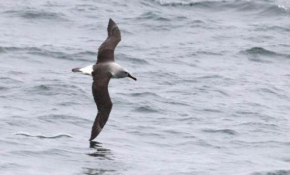 PLA23-25, Day 8, IMG_2590.JPG©Unown Photographer - Oceanwide Expeditions.JPG