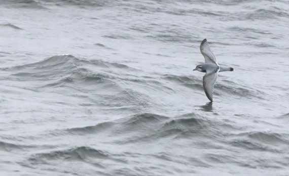 PLA23-25, Day 8, IMG_2647.JPG©Unown Photographer - Oceanwide Expeditions.JPG