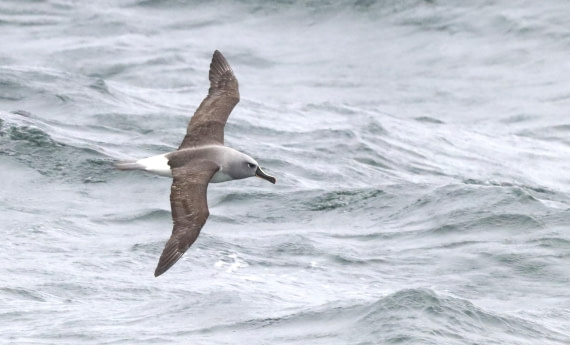 PLA23-25, Day 8, IMG_2684.JPG©Unown Photographer - Oceanwide Expeditions.JPG