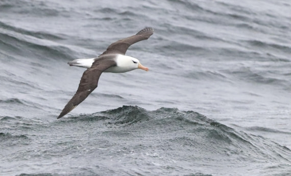 PLA23-25, Day 8, IMG_2711.JPG©Unown Photographer - Oceanwide Expeditions.JPG