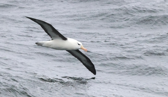 PLA23-25, Day 8, IMG_2715.JPG©Unown Photographer - Oceanwide Expeditions.JPG