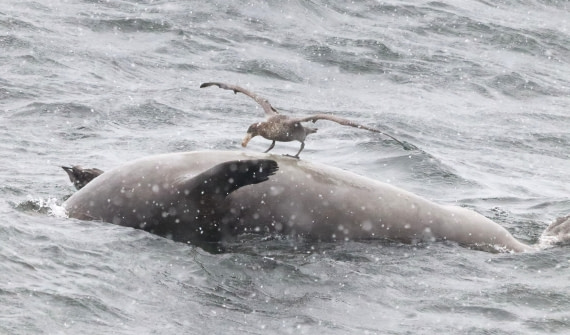 PLA23-25, Day 8, IMG_2729.JPG©Unown Photographer - Oceanwide Expeditions.JPG
