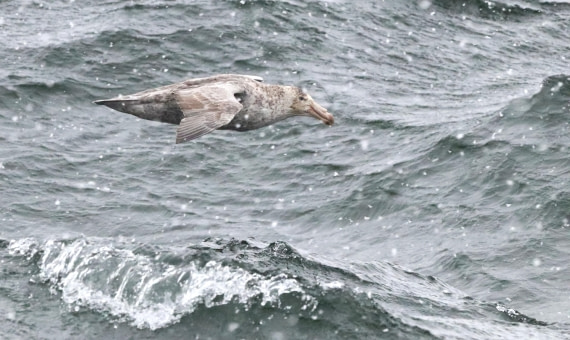 PLA23-25, Day 8, IMG_2751.JPG©Unown Photographer - Oceanwide Expeditions.JPG