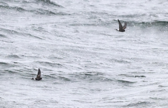 PLA23-25, Day 8, IMG_2754.JPG©Unown Photographer - Oceanwide Expeditions.JPG