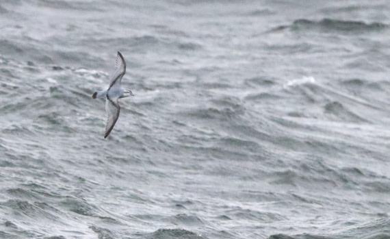 PLA23-25, Day 8, IMG_2775.JPG©Unown Photographer - Oceanwide Expeditions.JPG