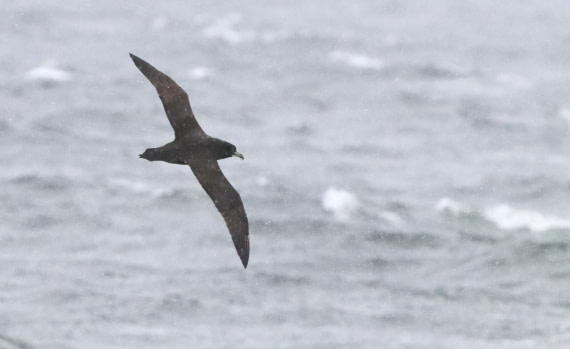 PLA23-25, Day 8, IMG_2799.JPG©Unown Photographer - Oceanwide Expeditions.JPG