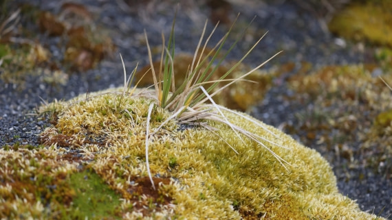 PLA23-25, Day 9,  PLA23_05DEC_SouthGeorgia_Day8_RegisPERDRIAT (4).jpg©Unown Photographer - Oceanwide Expeditions.jpg
