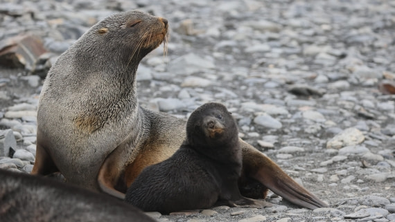 PLA23-25, Day 9,  PLA23_05DEC_SouthGeorgia_Day8_RegisPERDRIAT (5).jpg©Unown Photographer - Oceanwide Expeditions.jpg