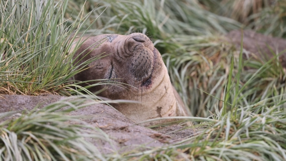 PLA23-25, Day 9,  PLA23_05DEC_SouthGeorgia_Day8_RegisPERDRIAT (12).jpg©Unown Photographer - Oceanwide Expeditions.jpg