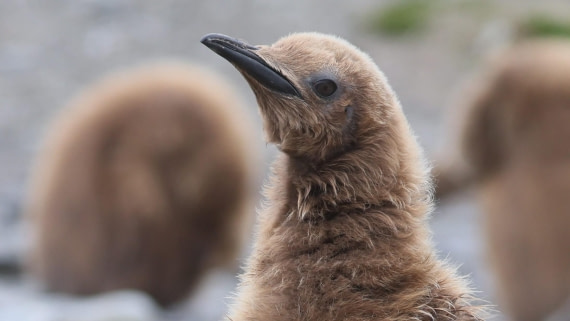 PLA23-25, Day 9,  PLA23_05DEC_SouthGeorgia_Day8_RegisPERDRIAT (15).jpg©Unown Photographer - Oceanwide Expeditions.jpg